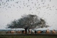 /album/en-pantanal-mt/en-pantanal-mt-jpg1/